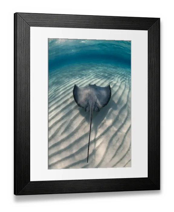 Framed Print : Southern stingray (Hypanus americanus) swimming over sand ripples on sandbar, Stingray City Framed Print : Southern stingray (Hypanus americanus) swimming over sand ripples on sandbar, Stingray City