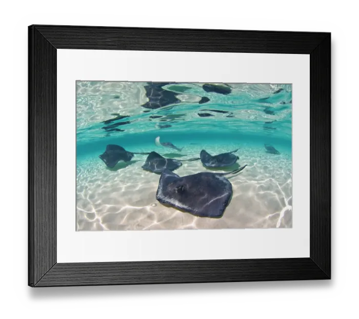 Framed Print : A school of Southern stingrays (Hypanus americanus) on a sand bar, Grand Cayman, Cayman Islands. British West Indies. Caribbean Sea Framed Print : A school of Southern stingrays (Hypanus americanus) on a sand bar, Grand Cayman, Cayman Islands. British West Indies. Caribbean Sea