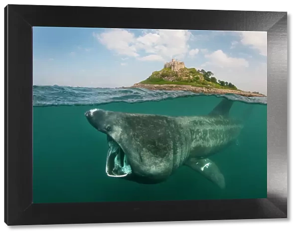A split level digital composite showing a Basking shark (Ceterhinus maximus