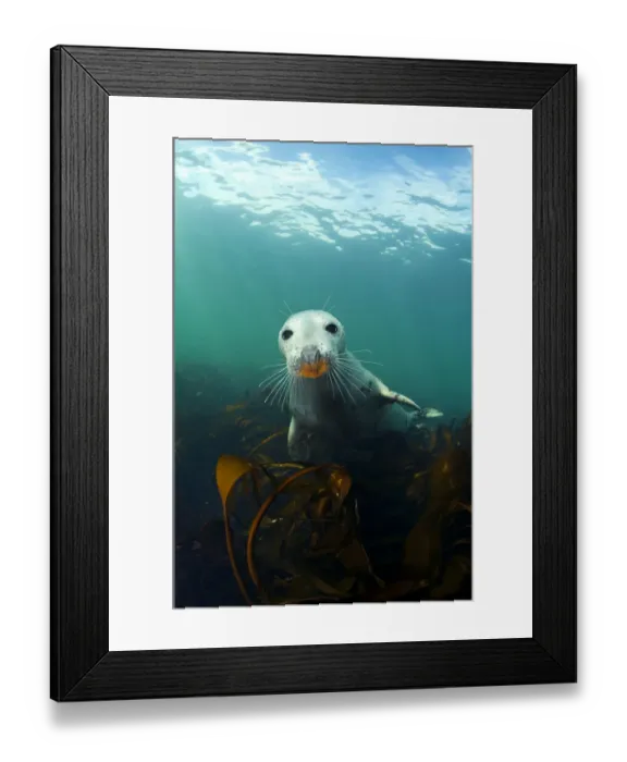 Framed Print : A young Grey Seal (Halichoerus grypus) above kelp in the Farne Islands Framed Print : A young Grey Seal (Halichoerus grypus) above kelp in the Farne Islands