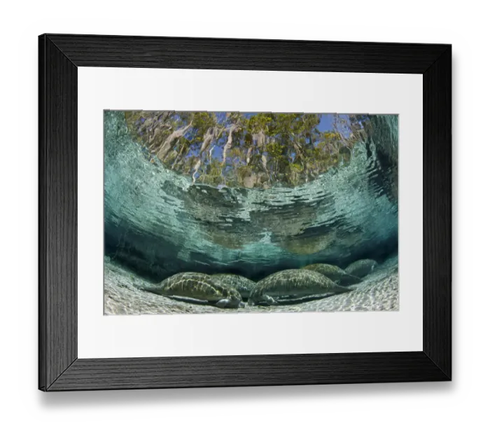 Framed Print : A group of Florida manatees (Trichechus manatus latirostrus) sleeping in the afternoon Framed Print : A group of Florida manatees (Trichechus manatus latirostrus) sleeping in the afternoon