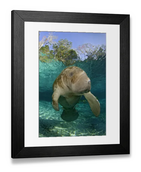 Framed Print : Young Florida manatee (Trichechus manatus latirostrus) portrait, Three Sisters Spring Framed Print : Young Florida manatee (Trichechus manatus latirostrus) portrait, Three Sisters Spring