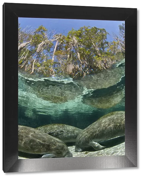 A group of Florida manatees (Trichechus manatus latirostrus) sleeping in the afternoon