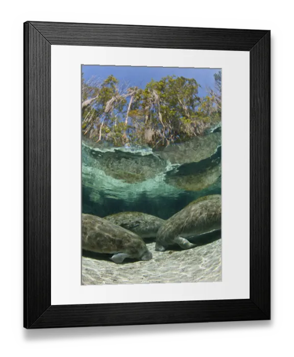 Framed Print : A group of Florida manatees (Trichechus manatus latirostrus) sleeping in the afternoon Framed Print : A group of Florida manatees (Trichechus manatus latirostrus) sleeping in the afternoon