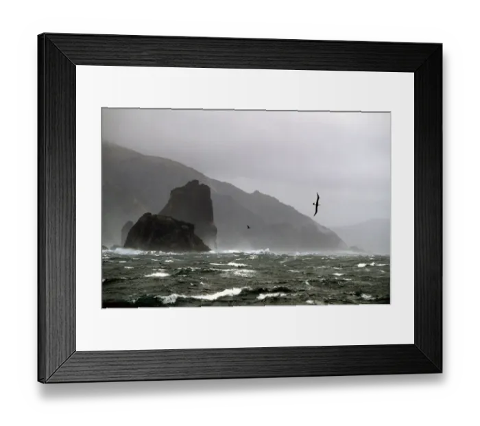 Framed Print : Black browed albatross (Thalassarche melanophrys) flying in 60 knot wind at Cape Horn