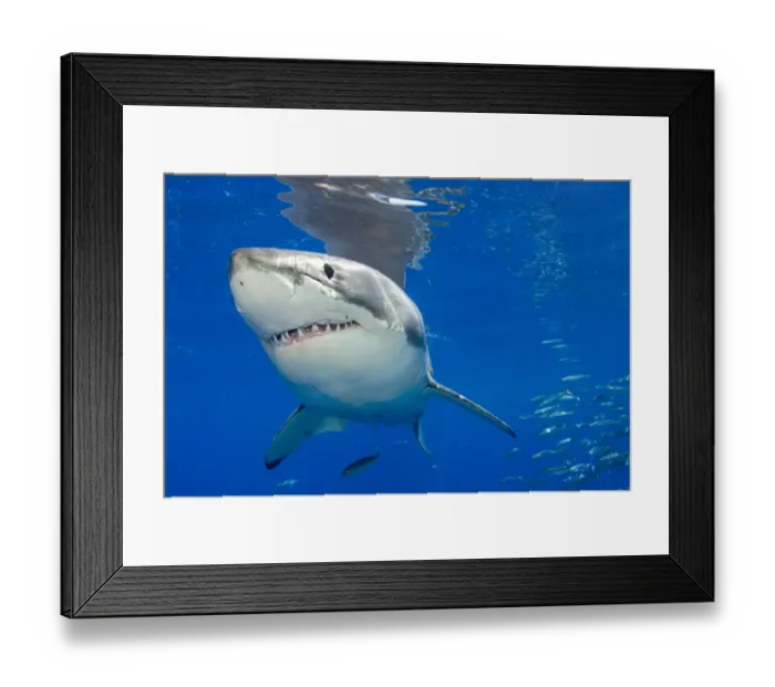 Framed Print : Great white shark (Carcharodon carcharias) portrait, Guadalupe Island, Mexico, Pacific Framed Print : Great white shark (Carcharodon carcharias) portrait, Guadalupe Island, Mexico, Pacific