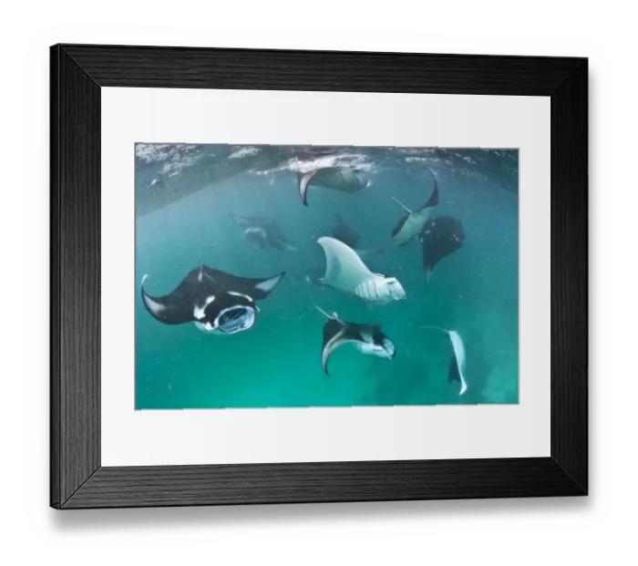 Framed Print : Group of Manta rays (Manta birostris) feeding together on plankton in a shallow lagoon Framed Print : Group of Manta rays (Manta birostris) feeding together on plankton in a shallow lagoon