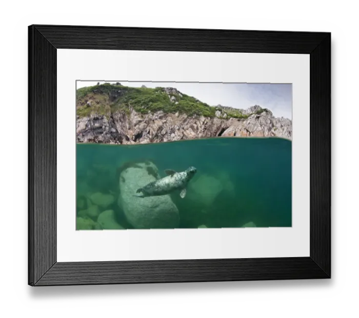 Framed Print : Atlantic grey seal (Halichoerus grypus) swimming beneath the surface, Lundy Island Framed Print : Atlantic grey seal (Halichoerus grypus) swimming beneath the surface, Lundy Island