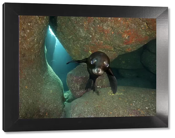 California sea lion pup (Zalophus californianus) portrait in a rocky underwater cave