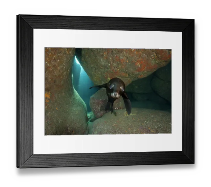 Framed Print : California sea lion pup (Zalophus californianus) portrait in a rocky underwater cave Framed Print : California sea lion pup (Zalophus californianus) portrait in a rocky underwater cave