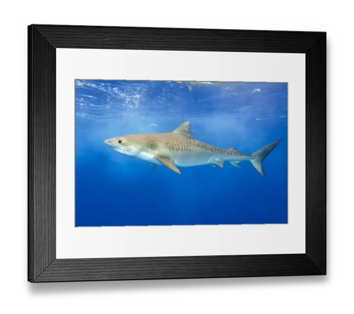 Framed Print : A large female Tiger Shark (Galeocerdo cuvier) swimming in open water. Grand Bahama, Bahamas Framed Print : A large female Tiger Shark (Galeocerdo cuvier) swimming in open water. Grand Bahama, Bahamas