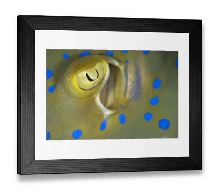 Framed Print : Eye and spiracle detail of a Bluespotted  /  Ribbontail Stingray (Taeniura lymma) Sipadan Island