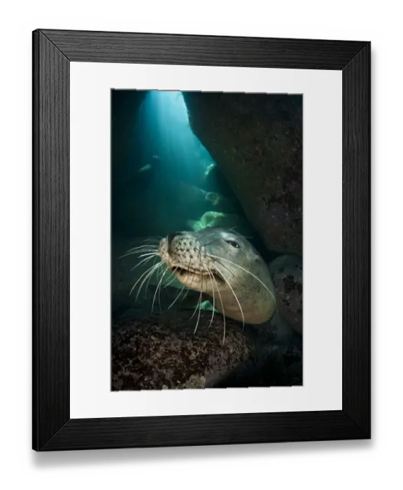 Framed Print : An adult female California sea lion (Zalophus californianus) head portrait, in a Framed Print : An adult female California sea lion (Zalophus californianus) head portrait, in a
