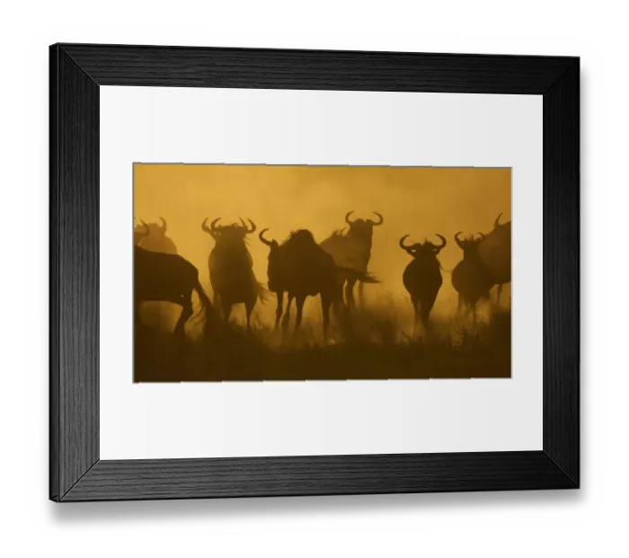 Framed Print : Herd of Wildebeest (Connochaetes taurinus) silhouetted at dusk, Serengeti NP, Tanzania Framed Print : Herd of Wildebeest (Connochaetes taurinus) silhouetted at dusk, Serengeti NP, Tanzania