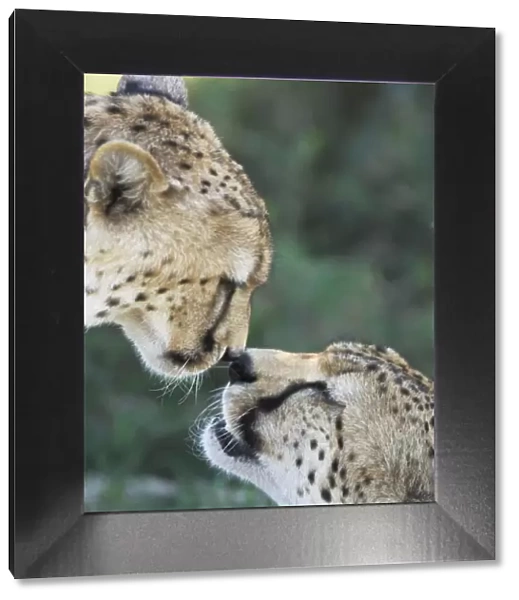Two Cheetahs (Acinonyx jubatus) touching noses in greeting display, Serengeti NP