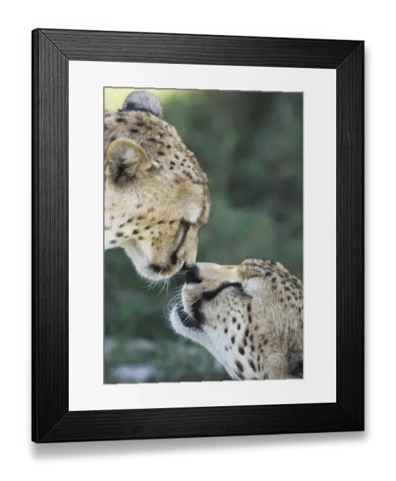 Framed Print : Two Cheetahs (Acinonyx jubatus) touching noses in greeting display, Serengeti NP Framed Print : Two Cheetahs (Acinonyx jubatus) touching noses in greeting display, Serengeti NP
