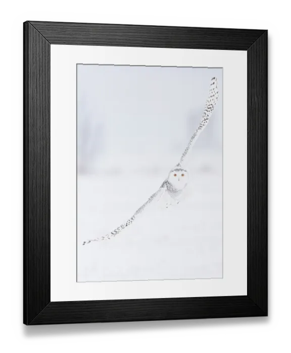 Framed Print : Snowy Owl (Bubo scandiaca) in flight over snow covered landscape, Ottawa, Ontario, Canada, December