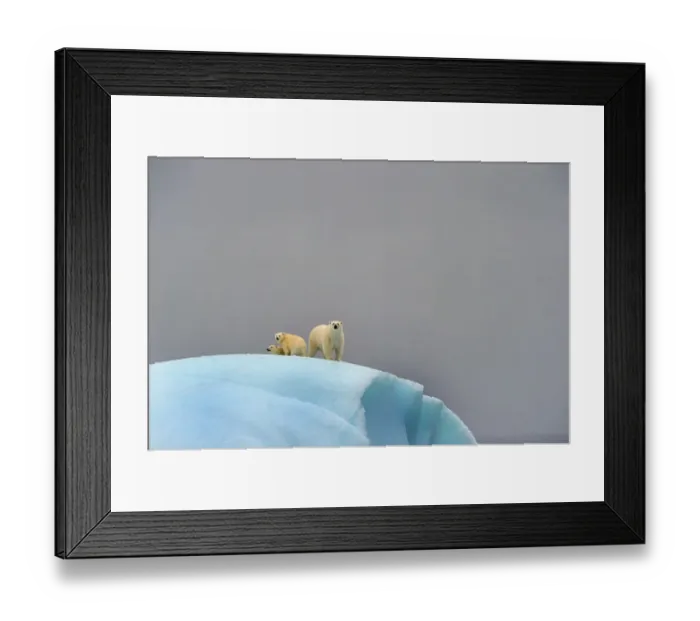 Framed Print : Polar bear (Ursus maritimus) female and her two cubs on large iceberg off Baffin Island. Nunavut, Canada, August 2010