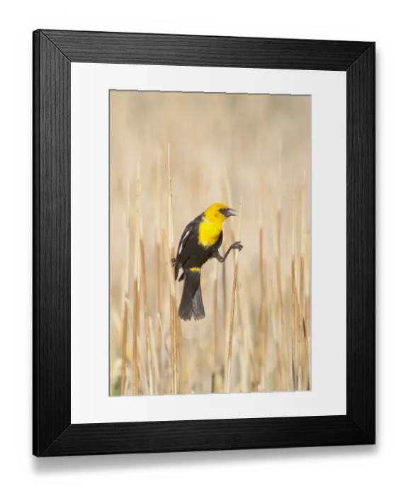 Framed Print : Yellow-headed Blackbird (Xanthocephalus xanthocephalus) male perched by clinging between Framed Print : Yellow-headed Blackbird (Xanthocephalus xanthocephalus) male perched by clinging between