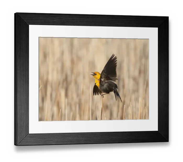 Framed Print : Yellow-headed Blackbird (Xanthocephalus xanthocephalus) male calling and performing Framed Print : Yellow-headed Blackbird (Xanthocephalus xanthocephalus) male calling and performing