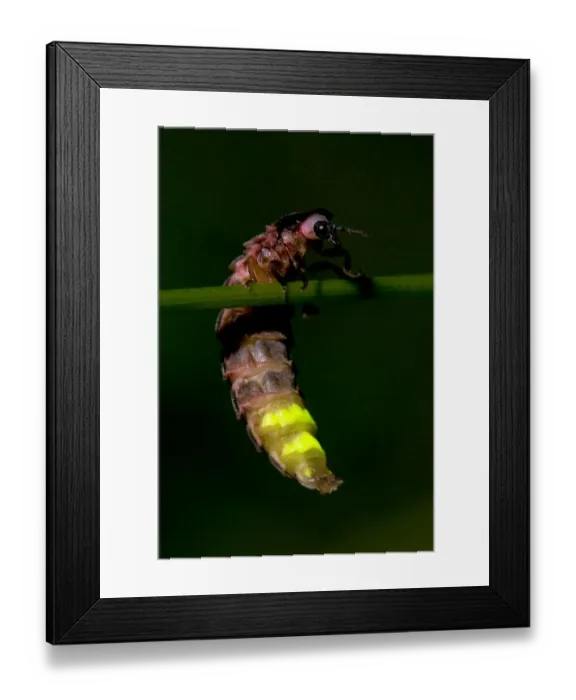 Framed Print : Glow worm (Lampyris noctiluca) climbing on stem of grass, with tail emitting bioluminescence