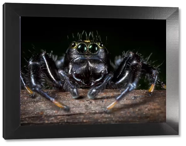 Black Jumping spider {Salticidae}. Tropical rainforest, Masoala Peninsula National Park