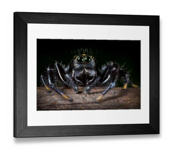 Framed Print : Black Jumping spider {Salticidae}. Tropical rainforest, Masoala Peninsula National Park Framed Print : Black Jumping spider {Salticidae}. Tropical rainforest, Masoala Peninsula National Park