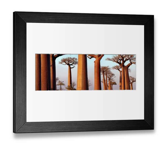 Framed Print : Boabab trees {Adansonia grandidieri} in evening light. Morondava, Madagascar. Digital Composite Panorama Framed Print : Boabab trees {Adansonia grandidieri} in evening light. Morondava, Madagascar. Digital Composite Panorama