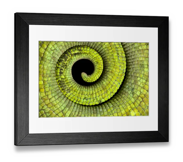 Framed Print : Close up of coiled tail of Parsons chameleon {Calumma parsonii} showing scales Framed Print : Close up of coiled tail of Parsons chameleon {Calumma parsonii} showing scales