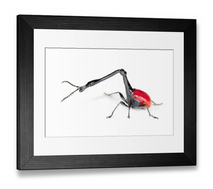 Framed Print : Giraffe necked weevil {Trachelophorus giraffa} male photographed on white background