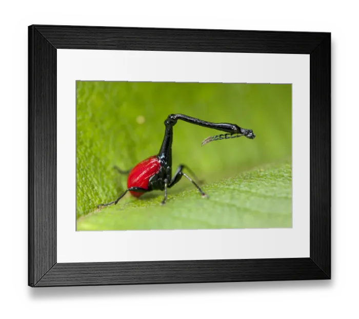 Framed Print : Giraffe necked weevil {Trachelophorus giraffa} male on leaf of host plant (Dichaetanthera Framed Print : Giraffe necked weevil {Trachelophorus giraffa} male on leaf of host plant (Dichaetanthera