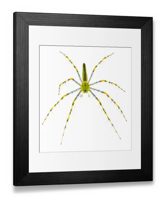 Framed Print : Malagasy green lynx spider {Peucetia madagascariensis} photographed on a white background
