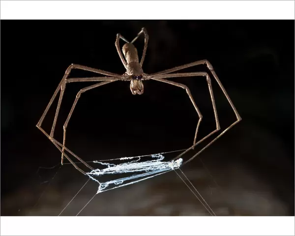 Ogre faced  /  Net-casting spider {Deinopis sp} with web held between legs that it