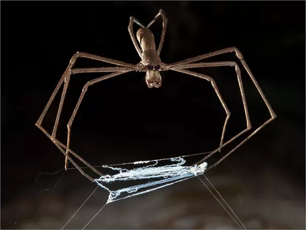 Ogre faced  /  Net-casting spider {Deinopis sp} with web held between legs that it