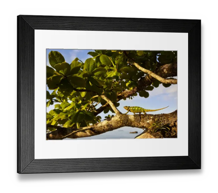 Framed Print : Panther Chameleon {Furcifer pardalis} walking along branch on coast, Masoala Peninsula Framed Print : Panther Chameleon {Furcifer pardalis} walking along branch on coast, Masoala Peninsula