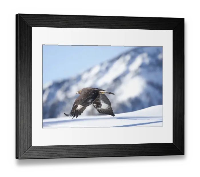Framed Print : Golden eagle (Aquila chrysaetos) in flight over snow, Alps, Austria, controlled conditions Framed Print : Golden eagle (Aquila chrysaetos) in flight over snow, Alps, Austria, controlled conditions