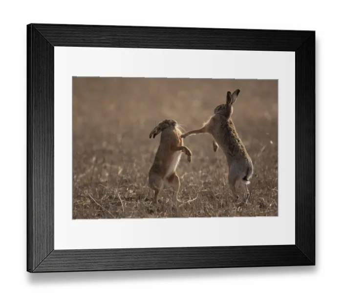 Framed Print : European hare (Lepus europaeus) mating pair boxing in field, Slovakia Framed Print : European hare (Lepus europaeus) mating pair boxing in field, Slovakia