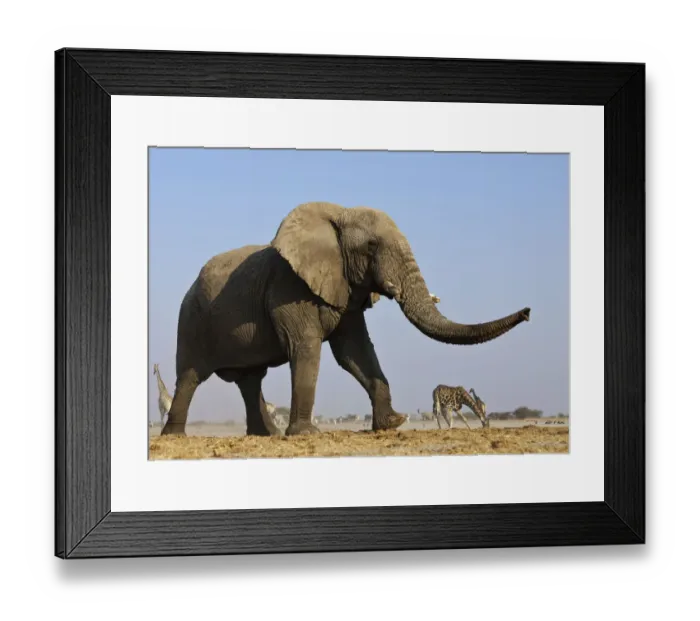 Framed Print : African elephant (Loxodonta africana) at waterhole with Giraffe in the background Framed Print : African elephant (Loxodonta africana) at waterhole with Giraffe in the background
