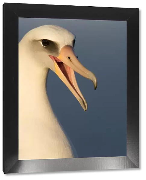 Laysan albatross (Phoebastria immutabilis) head portrait calling mate, Guadalupe
