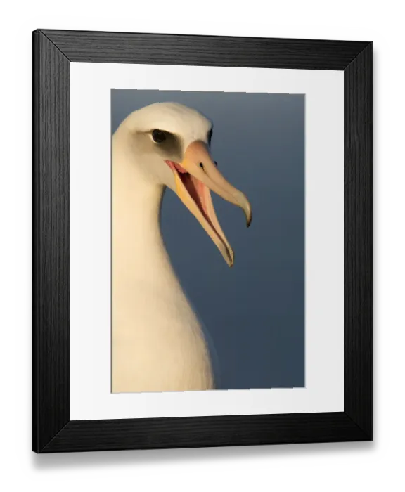 Framed Print : Laysan albatross (Phoebastria immutabilis) head portrait calling mate, Guadalupe Framed Print : Laysan albatross (Phoebastria immutabilis) head portrait calling mate, Guadalupe