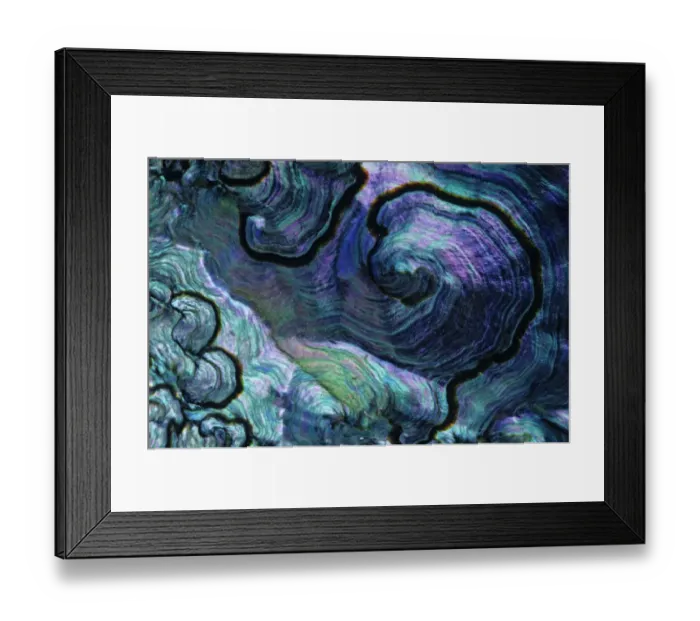 Framed Print : Pink abalone (Haliotis corrugata) shell detail, Guadalupe Island Biosphere Reserve Framed Print : Pink abalone (Haliotis corrugata) shell detail, Guadalupe Island Biosphere Reserve