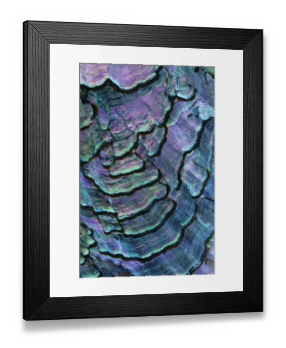 Framed Print : Pink abalone (Haliotis corrugata) shell detail, Guadalupe Island Biosphere Reserve