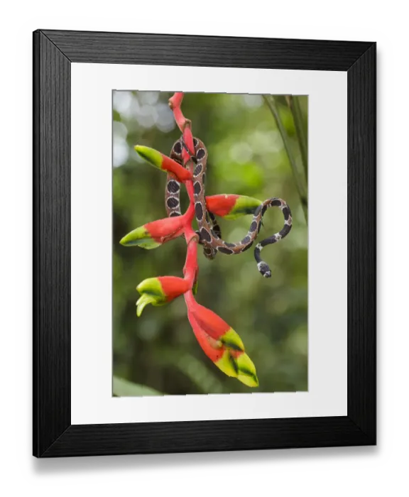 Framed Print : Catesbys snail-eating snake (Dipsas catesbyi) on Heliconia plant, Pacaya Samiria Framed Print : Catesbys snail-eating snake (Dipsas catesbyi) on Heliconia plant, Pacaya Samiria