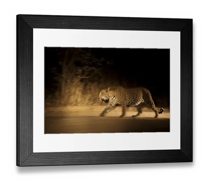 Framed Print : Large adult male Leopard (Panthera pardus) walking through the bush at night, Sabi Framed Print : Large adult male Leopard (Panthera pardus) walking through the bush at night, Sabi