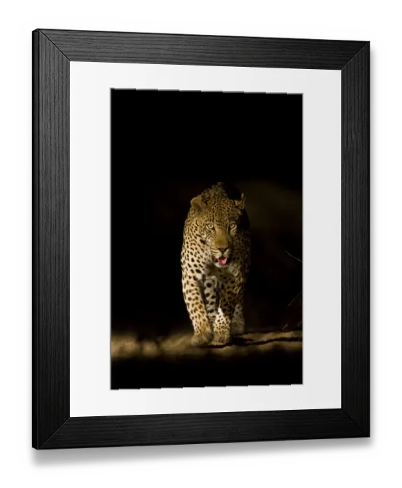 Framed Print : Large adult male Leopard (Panthera pardus) walking through the bush at night, Sabi Framed Print : Large adult male Leopard (Panthera pardus) walking through the bush at night, Sabi