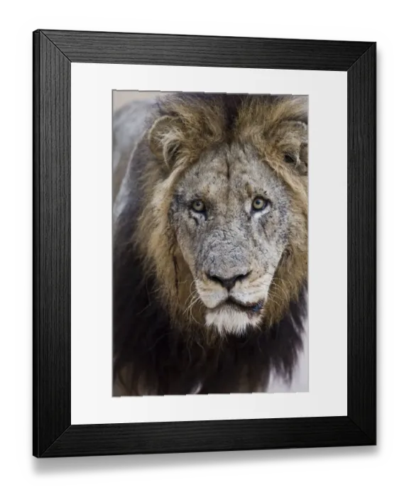 Framed Print : Old male African lion (Panthera leo) portrait, Sabi Sand Game Reserve, South Africa, June Framed Print : Old male African lion (Panthera leo) portrait, Sabi Sand Game Reserve, South Africa, June
