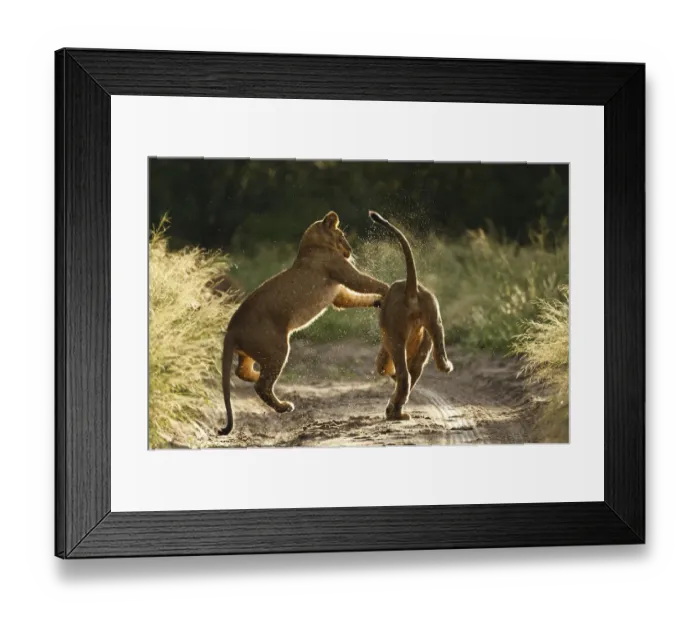 Framed Print : Two African lion cubs (Panthera leo) playing on a road in the Kalahari Desert, Botswana Framed Print : Two African lion cubs (Panthera leo) playing on a road in the Kalahari Desert, Botswana