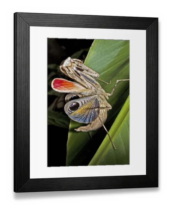 Framed Print : Peacock praying mantis (Pseudempusa pinnapavonis) female in defensive display with colourful wings Framed Print : Peacock praying mantis (Pseudempusa pinnapavonis) female in defensive display with colourful wings