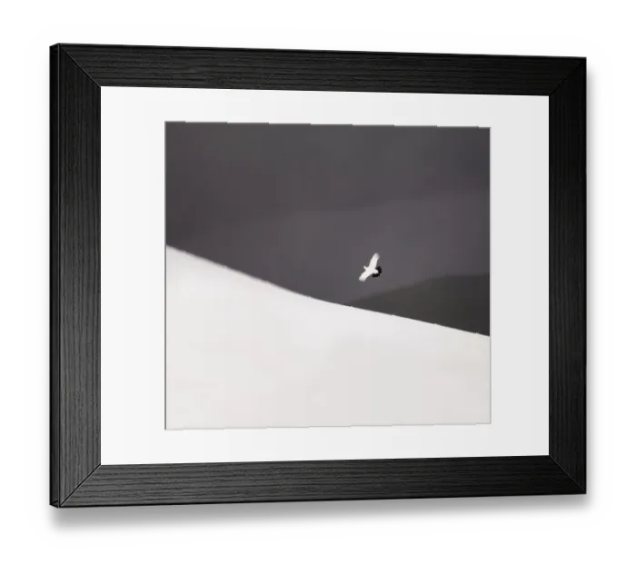 Framed Print : Ptarmigan (Lagopus mutus) male in flight over snow covered Cairngorm Mountains, Scotland Framed Print : Ptarmigan (Lagopus mutus) male in flight over snow covered Cairngorm Mountains, Scotland