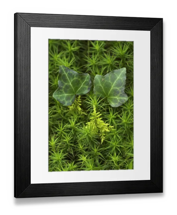 Framed Print : Ivy (Hedera helix) leaves with Star moss (Polytrichum) and Feather moss (Thuidium Framed Print : Ivy (Hedera helix) leaves with Star moss (Polytrichum) and Feather moss (Thuidium